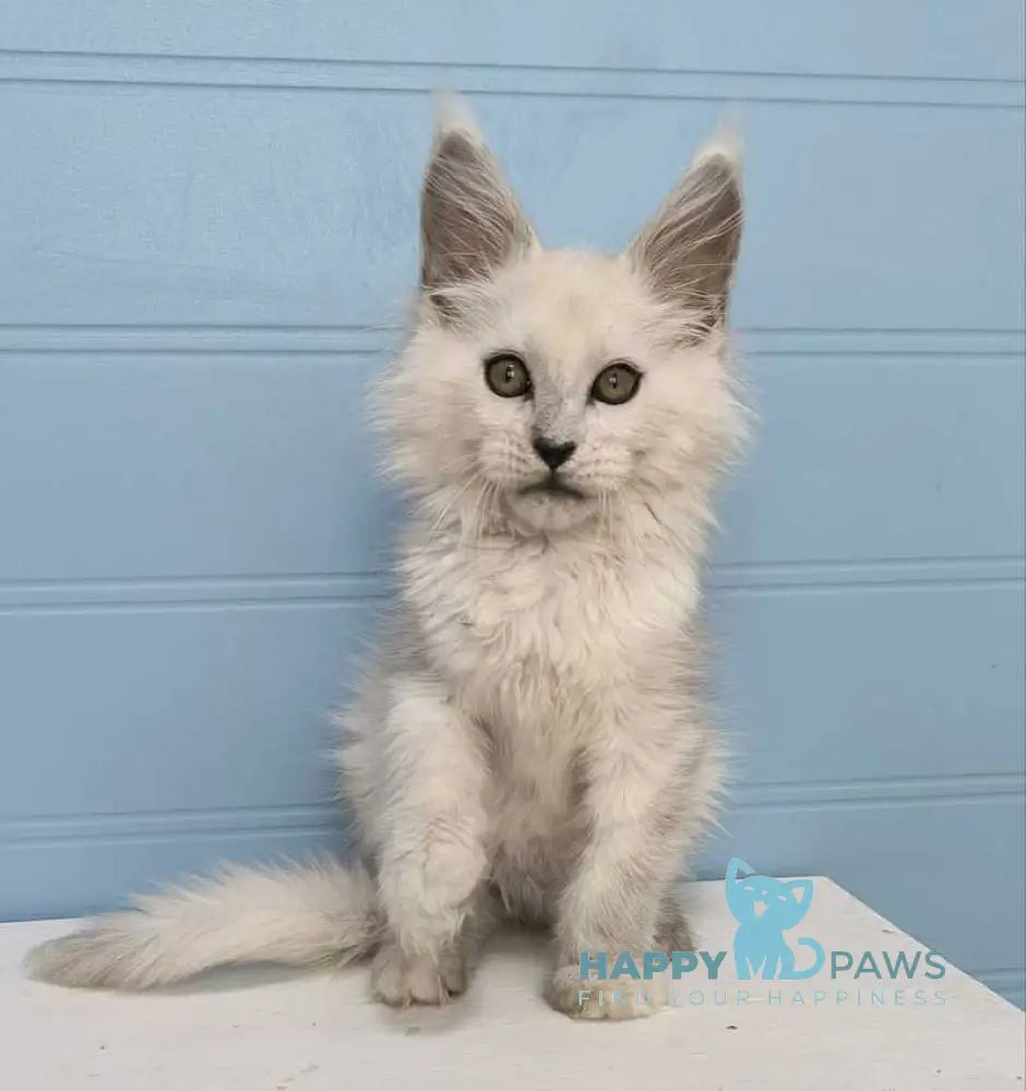 Jazz Maine Coon male black silver shaded live animals