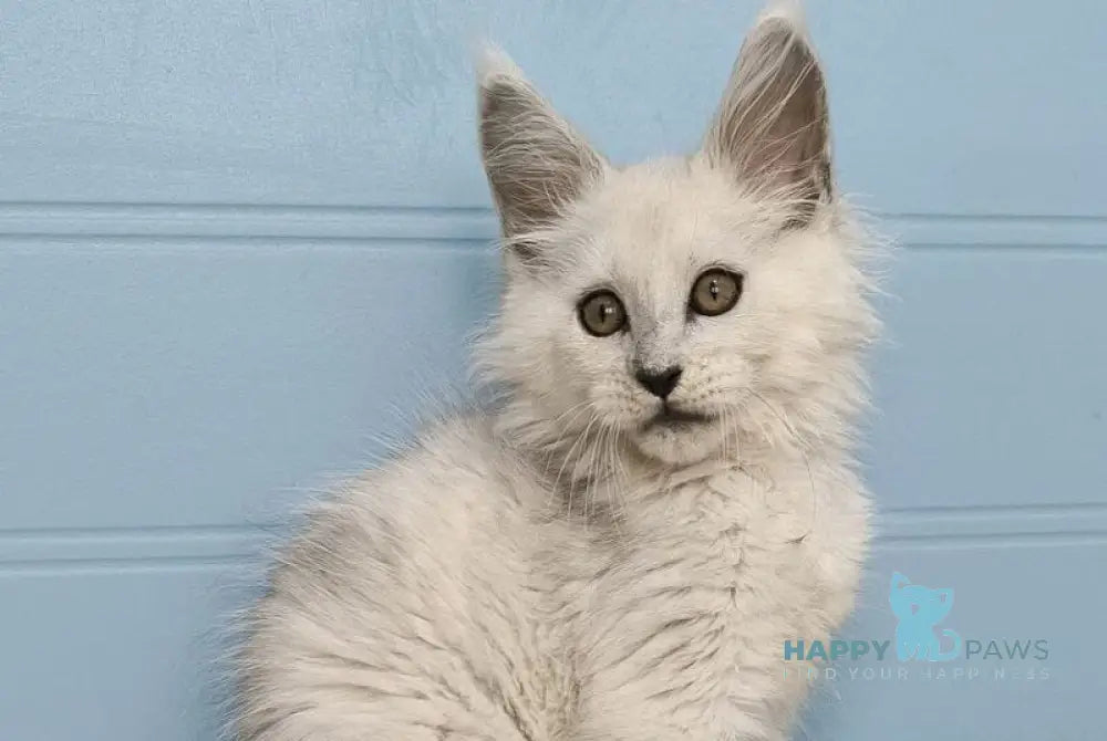 Jazz Maine Coon male black silver shaded live animals