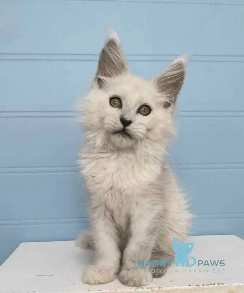 Jazz Maine Coon male black silver shaded live animals