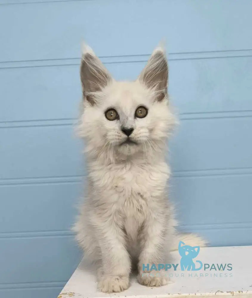 Jazz Maine Coon male black silver shaded live animals