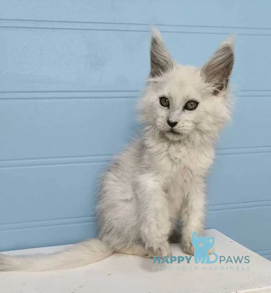 Jazz Maine Coon male black silver shaded live animals