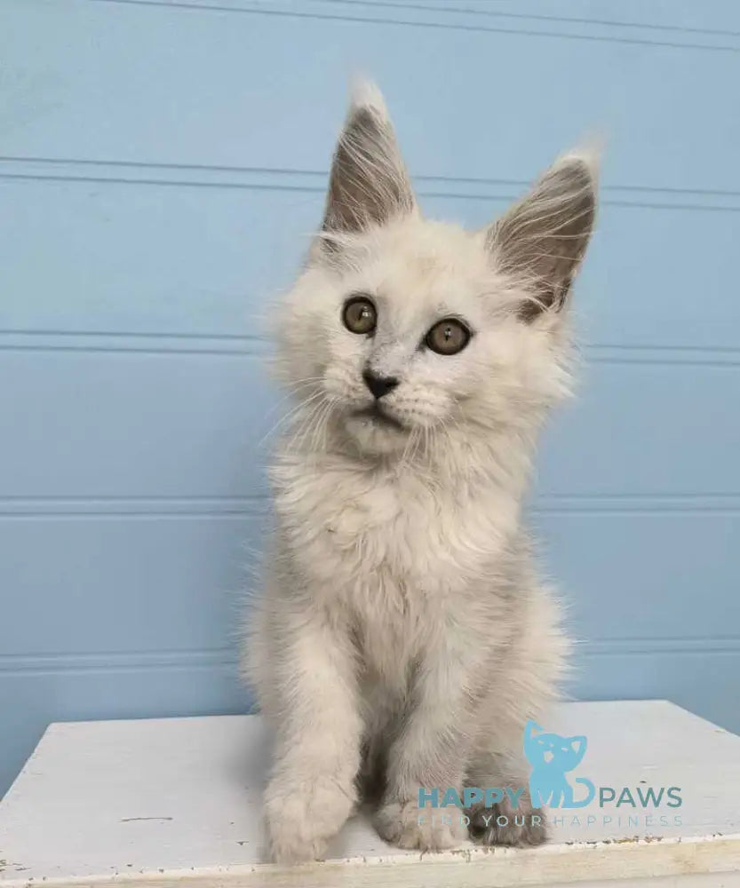 Jazz Maine Coon male black silver shaded live animals