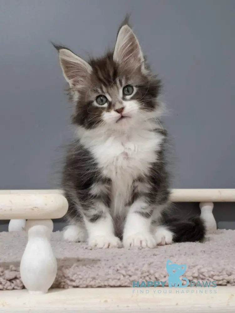 Jazz Maine Coon male black silver tabby bicolour live animals