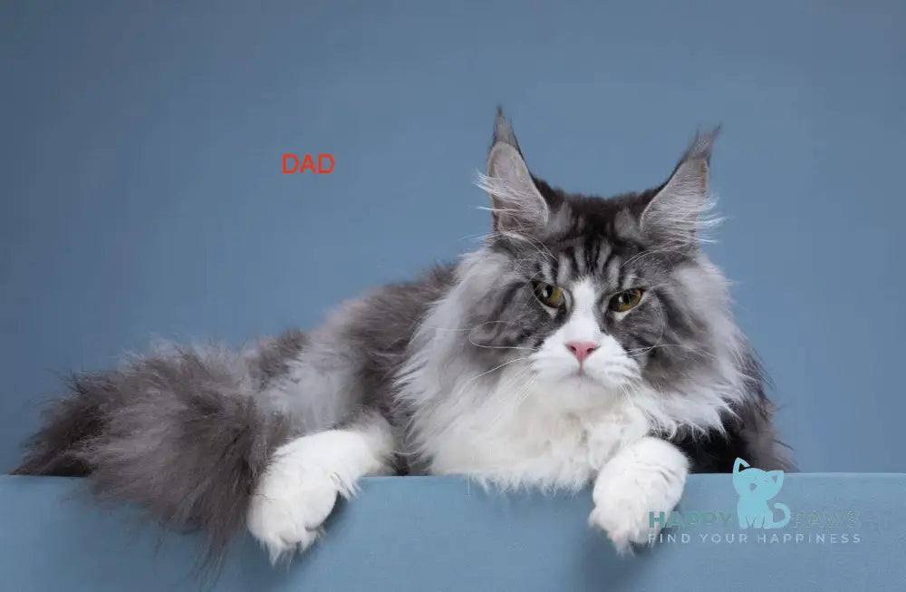 Jazz Maine Coon male black silver tabby bicolour live animals