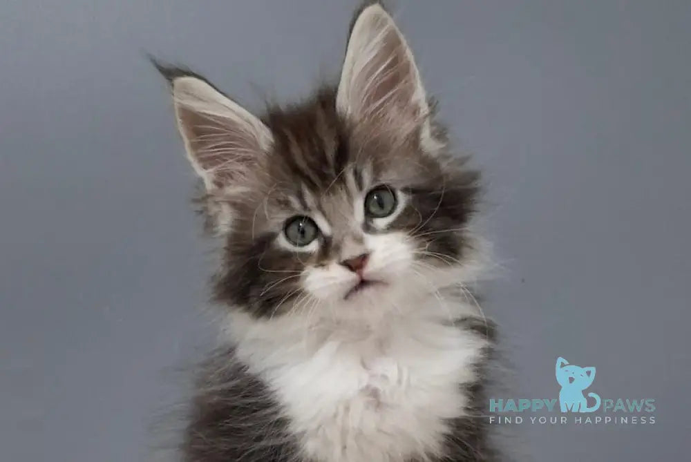 Jazz Maine Coon male black silver tabby bicolour live animals