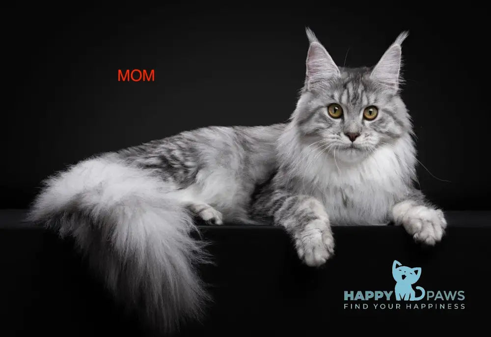 Jazz Maine Coon male black silver tabby bicolour live animals