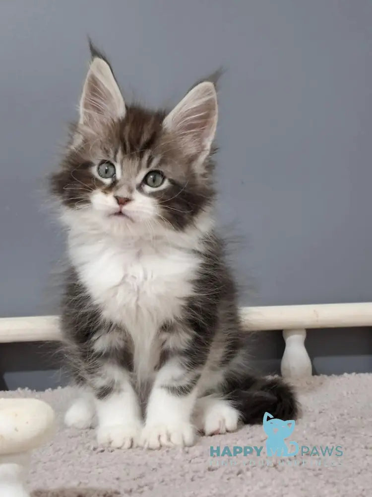 Jazz Maine Coon male black silver tabby bicolour live animals