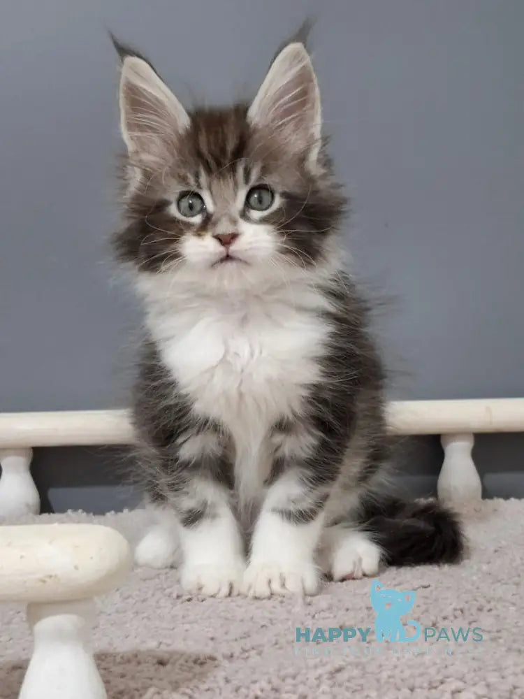Jazz Maine Coon male black silver tabby bicolour live animals