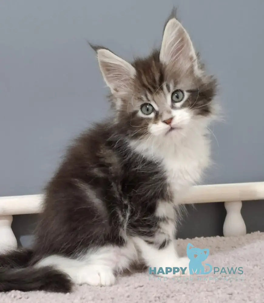 Jazz Maine Coon male black silver tabby bicolour live animals