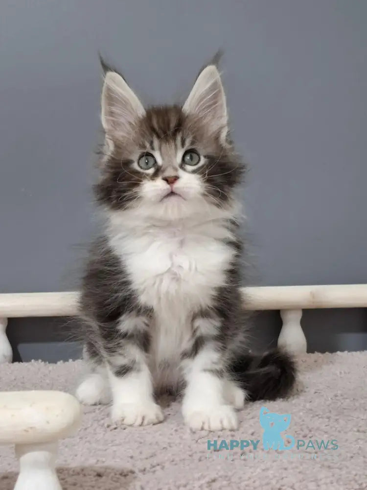 Jazz Maine Coon male black silver tabby bicolour live animals