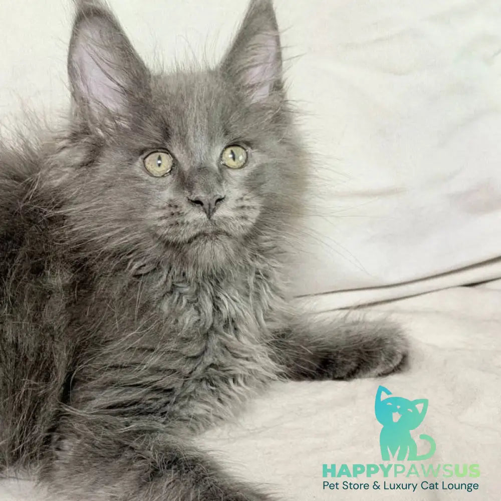Jazz Maine Coon male blue silver - live animals