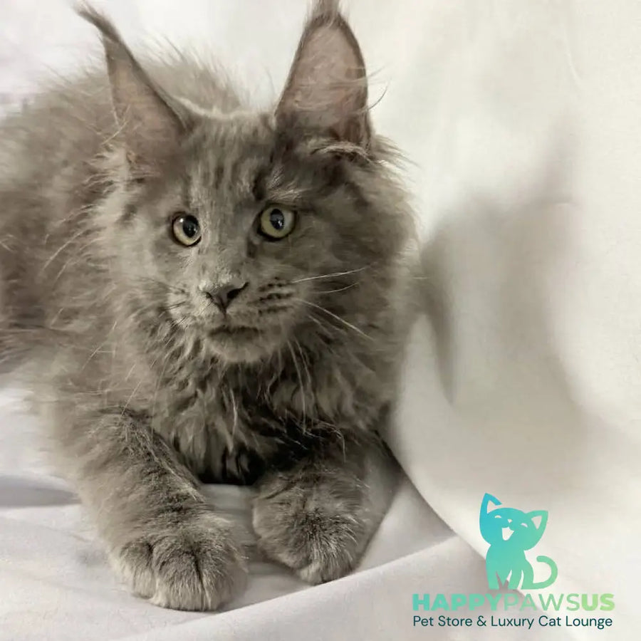 Jazz Maine Coon male blue silver - live animals