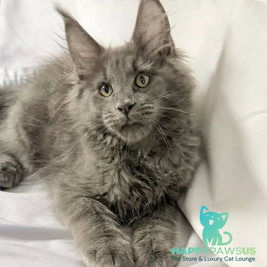 Jazz Maine Coon male blue silver - live animals