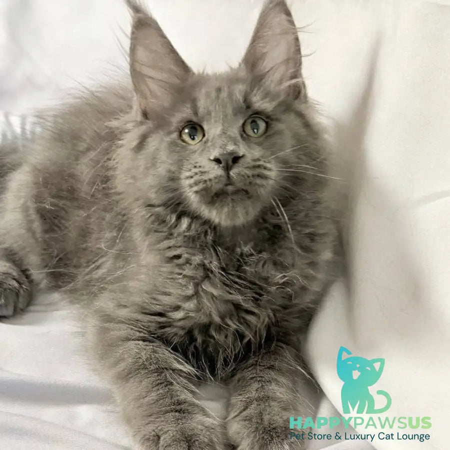 Jazz Maine Coon male blue silver - live animals