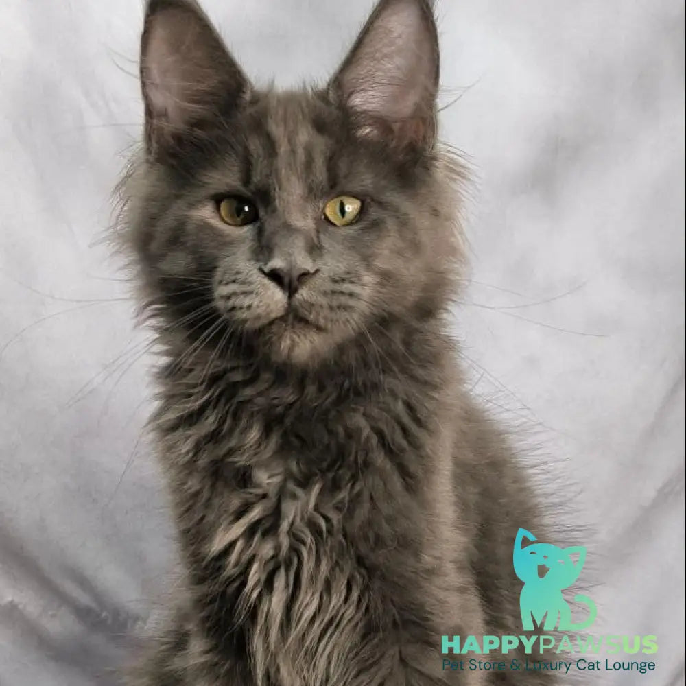 Jazz Maine Coon male blue silver - live animals