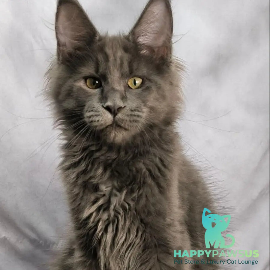 Jazz Maine Coon male blue silver - live animals