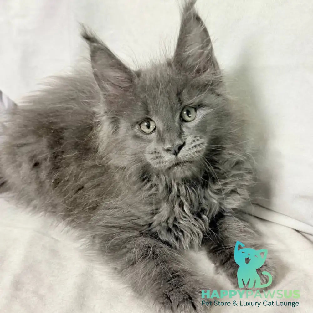 Jazz Maine Coon male blue silver - live animals