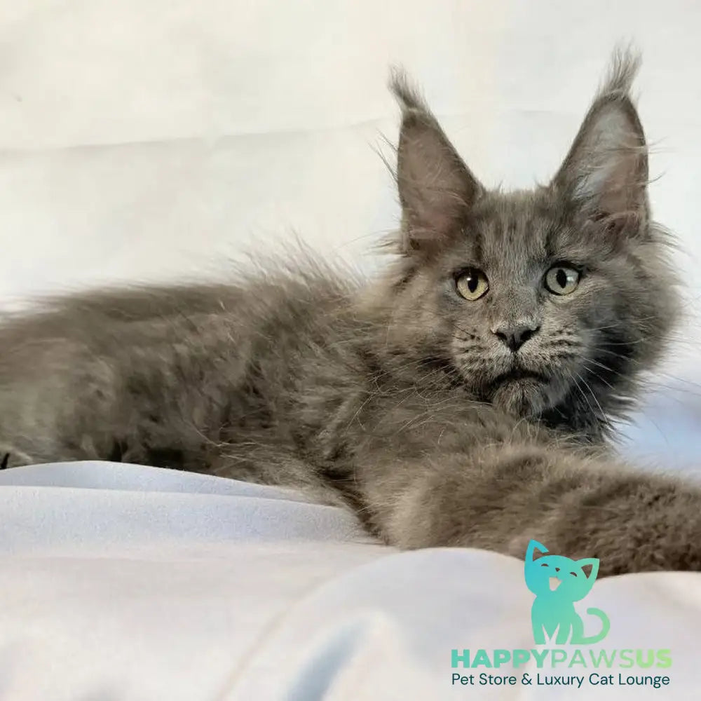 Jazz Maine Coon male blue silver - live animals