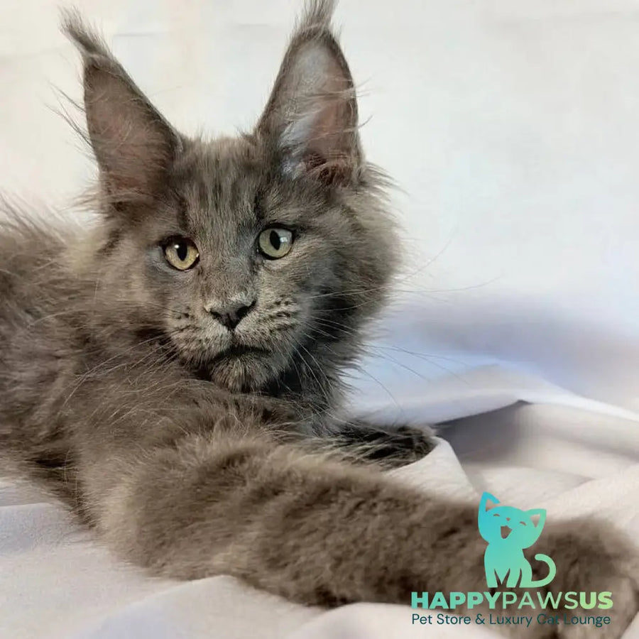 Jazz Maine Coon male blue silver - live animals