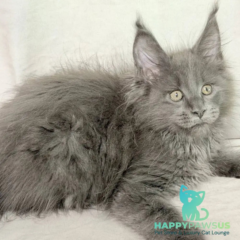 Jazz Maine Coon male blue silver - live animals