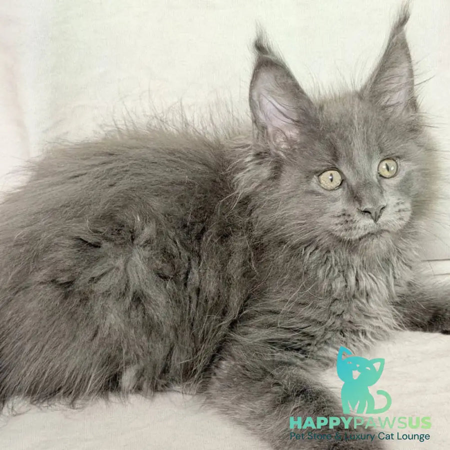 Jazz Maine Coon male blue silver - live animals