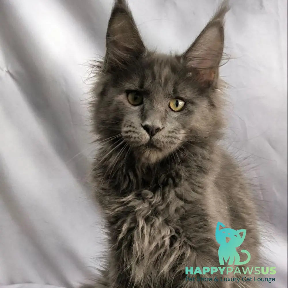 Jazz Maine Coon male blue silver - live animals