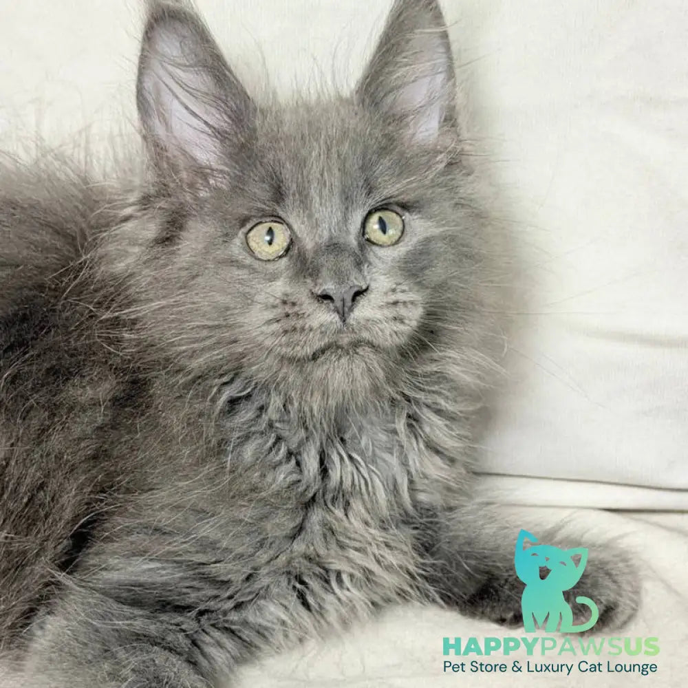 Jazz Maine Coon male blue silver - live animals