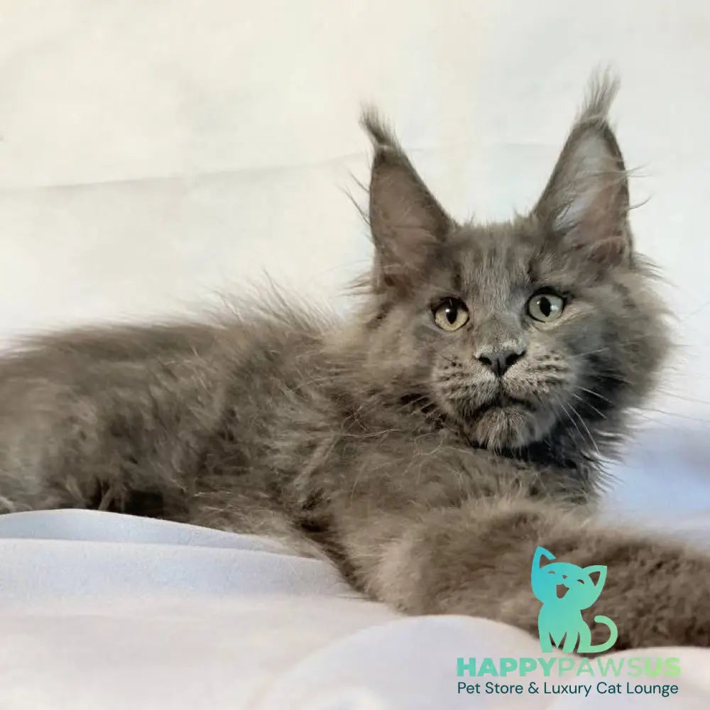 Jazz Maine Coon male blue silver - live animals