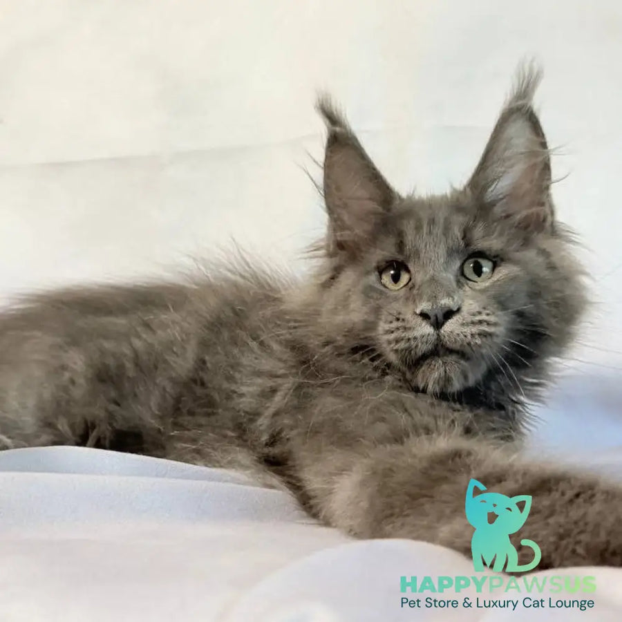 Jazz Maine Coon male blue silver - live animals