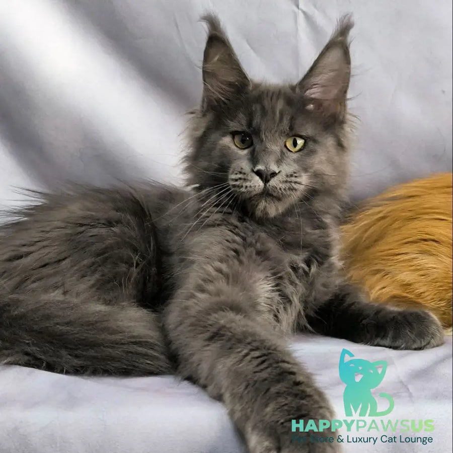Jazz Maine Coon male blue silver - live animals