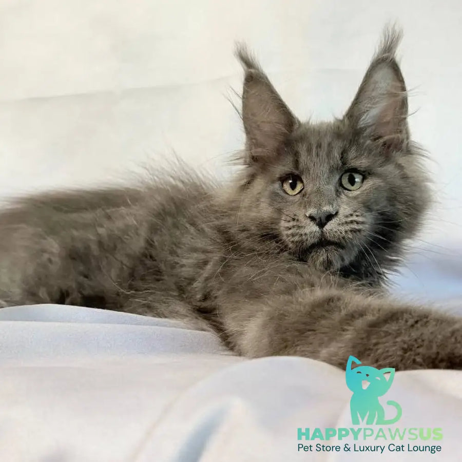 Jazz Maine Coon male blue silver - live animals