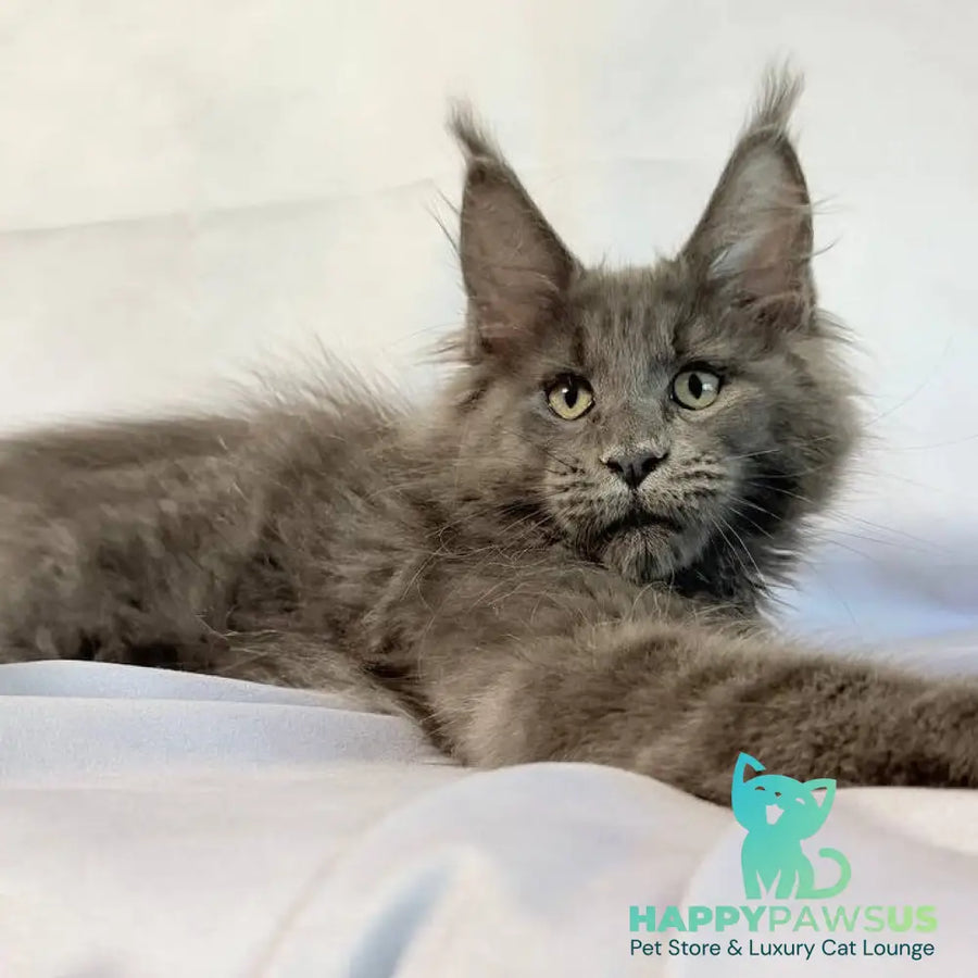 Jazz Maine Coon male blue silver - live animals
