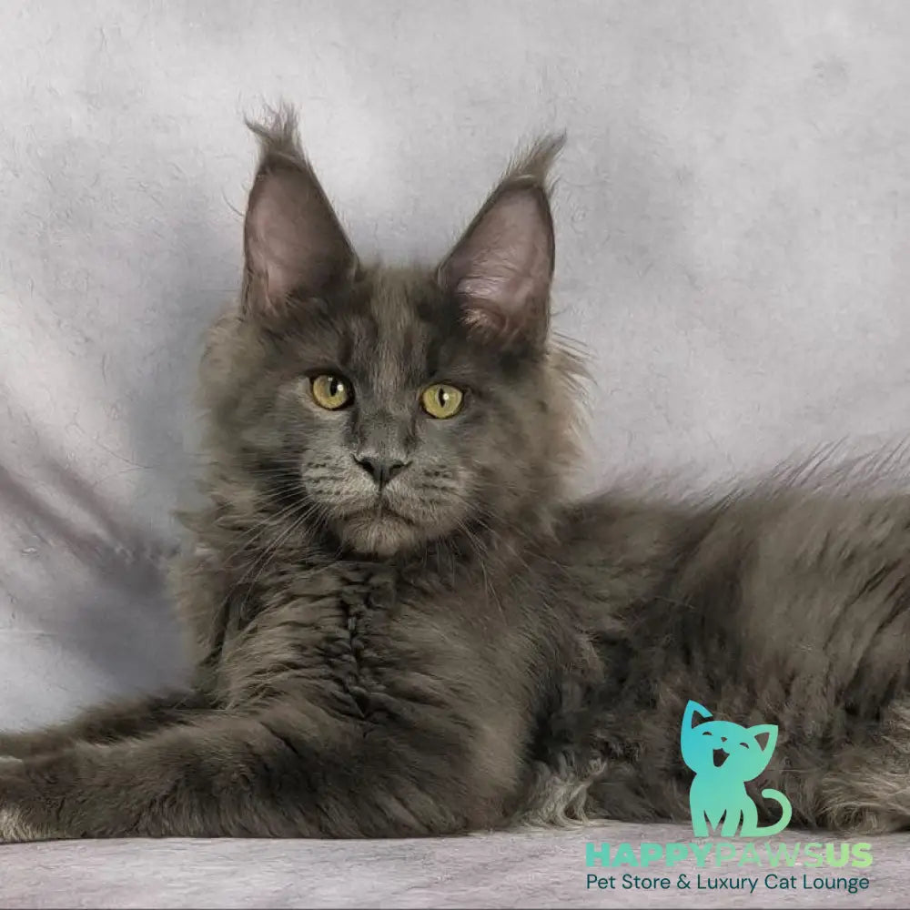 Jazz Maine Coon male blue silver - live animals