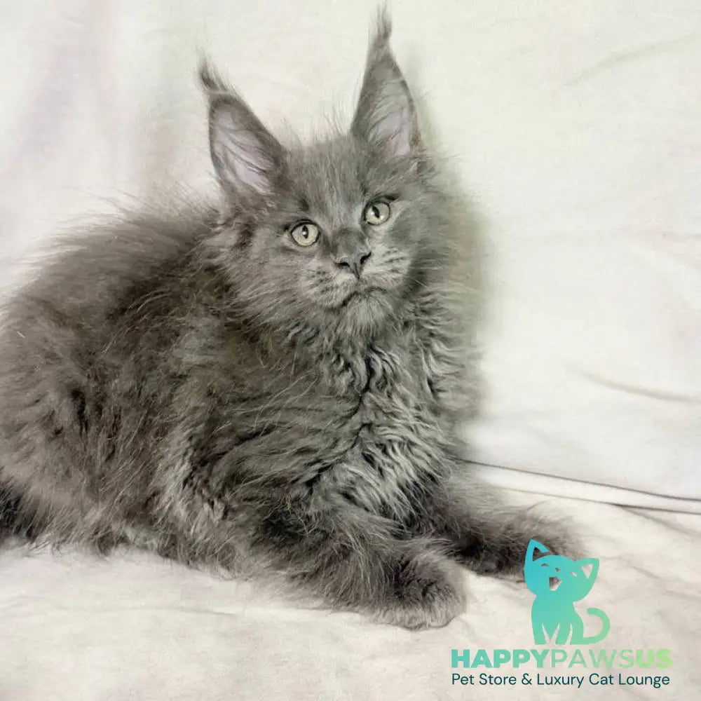 Jazz Maine Coon male blue silver - live animals