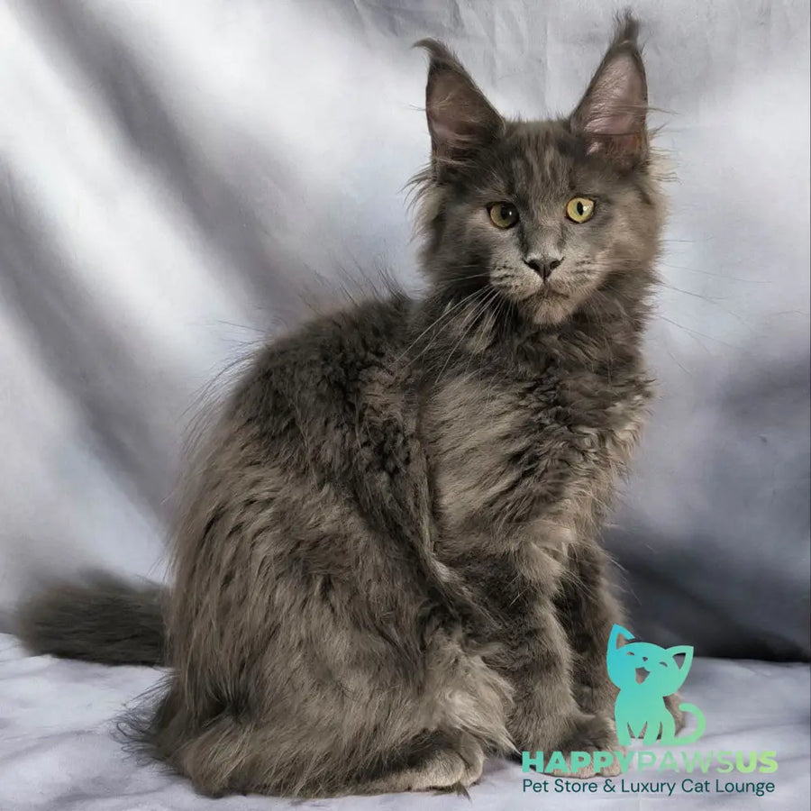 Jazz Maine Coon male blue silver - live animals
