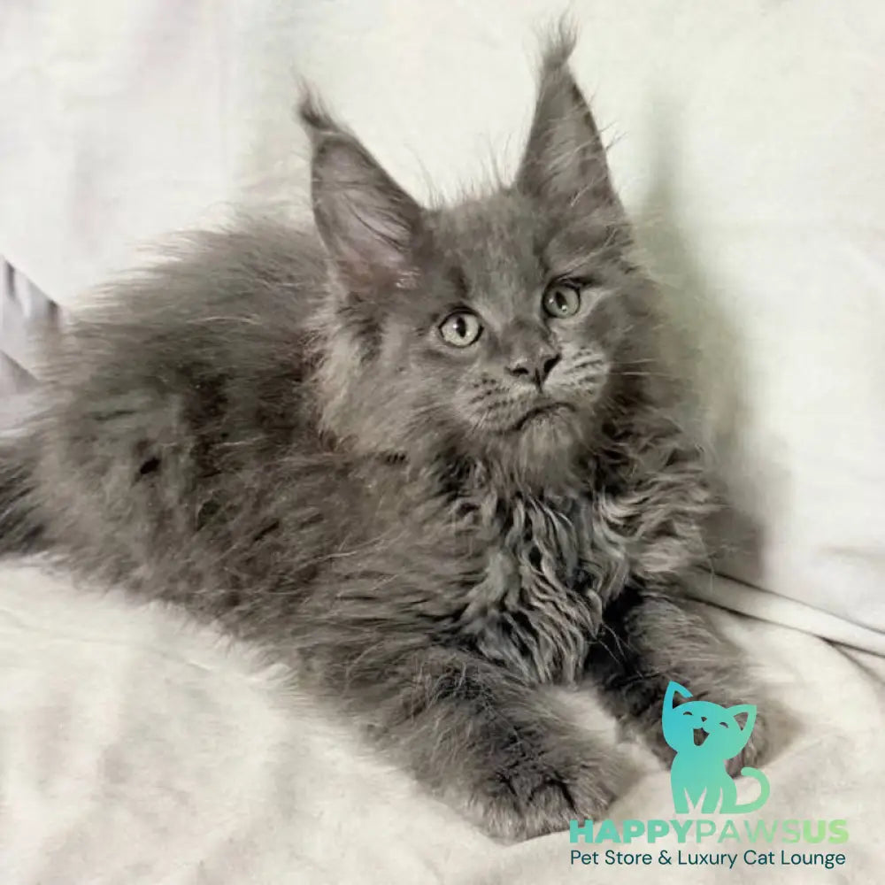 Jazz Maine Coon male blue silver - live animals
