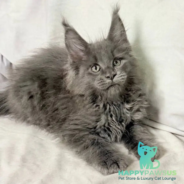 Jazz Maine Coon male blue silver - live animals