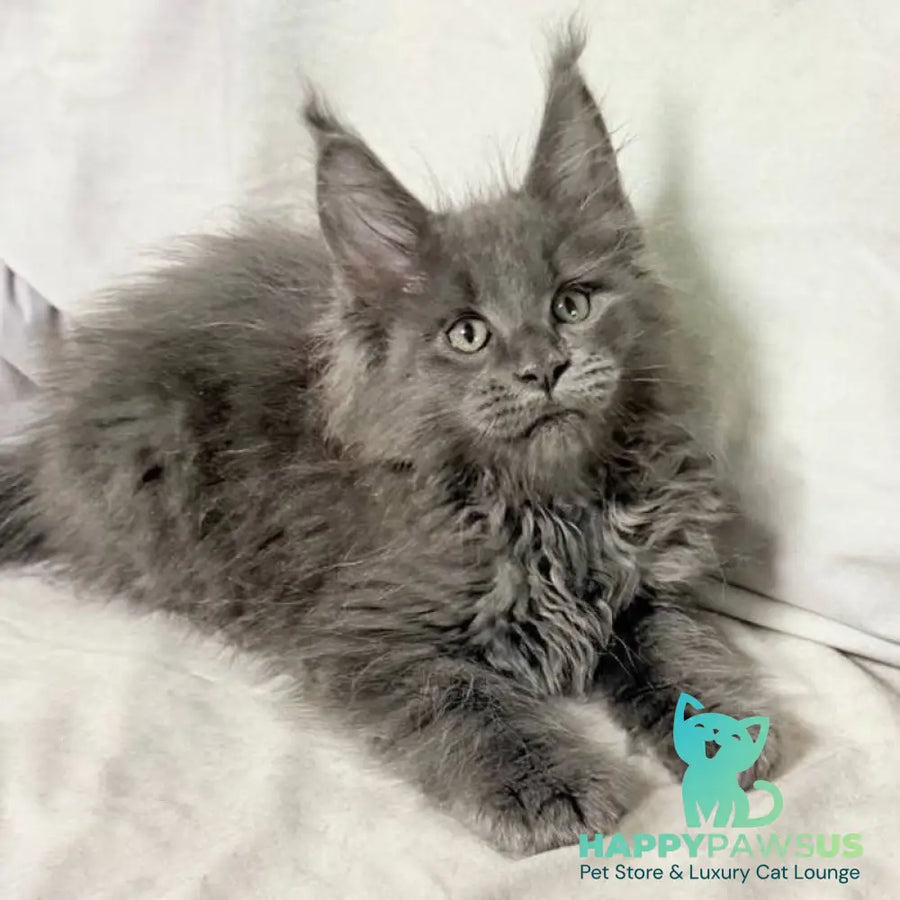Jazz Maine Coon male blue silver - live animals
