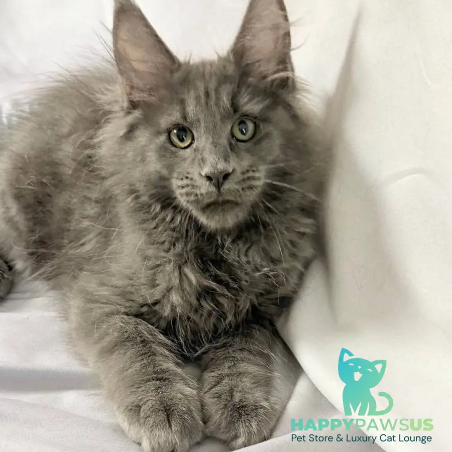 Jazz Maine Coon male blue silver - live animals