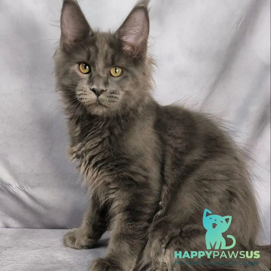 Jazz Maine Coon male blue silver - live animals