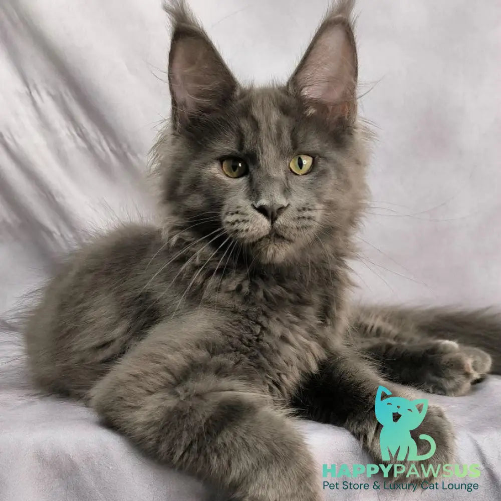 Jazz Maine Coon male blue silver - live animals