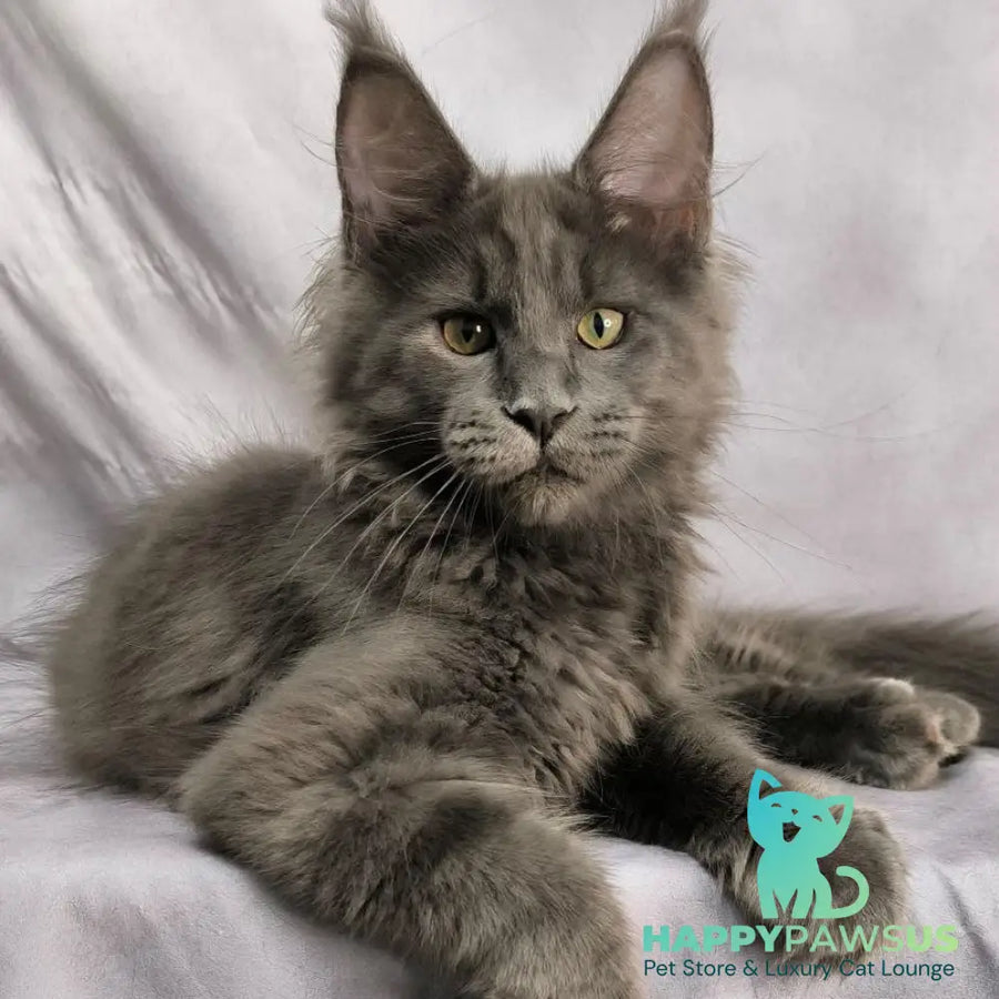 Jazz Maine Coon male blue silver - live animals