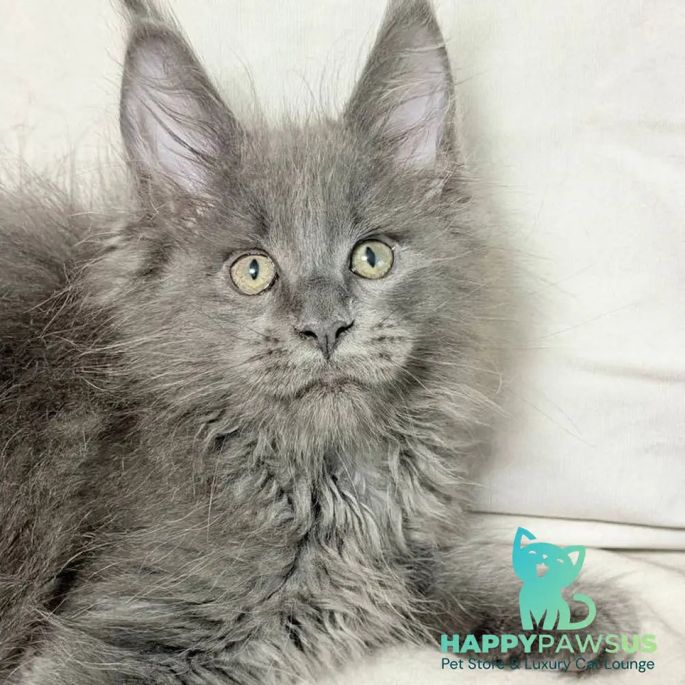 Jazz Maine Coon male blue silver - live animals
