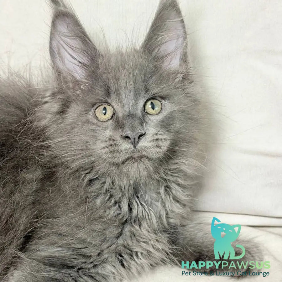 Jazz Maine Coon male blue silver - live animals