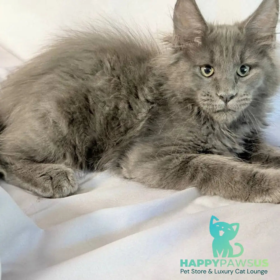 Jazz Maine Coon male blue silver - live animals