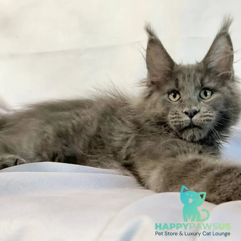 Jazz Maine Coon male blue silver - live animals