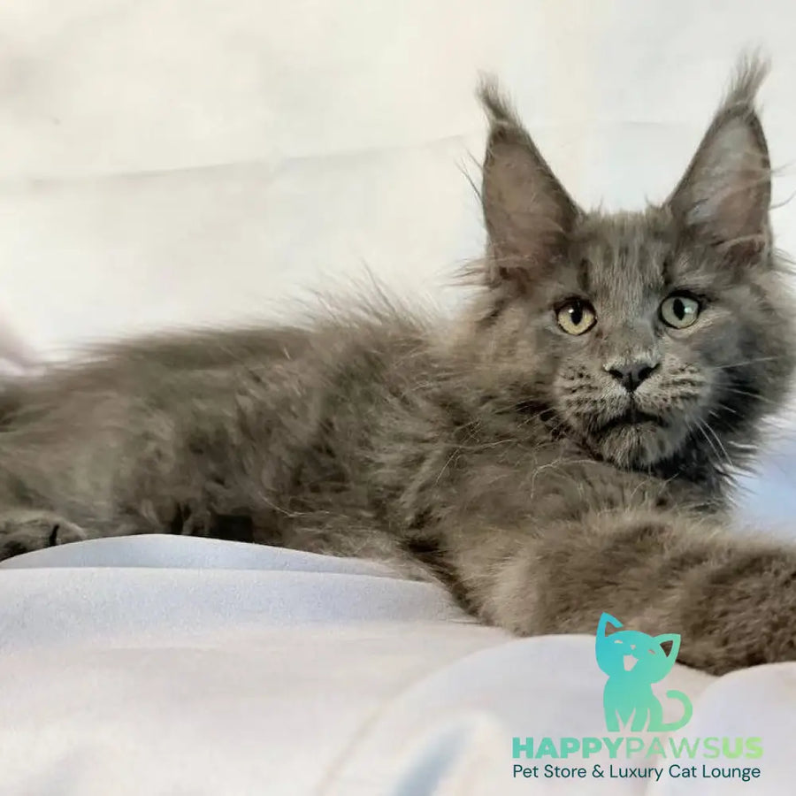 Jazz Maine Coon male blue silver - live animals