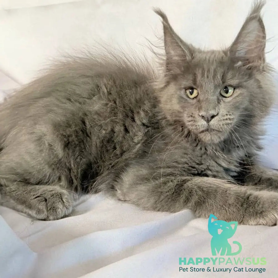 Jazz Maine Coon male blue silver - live animals