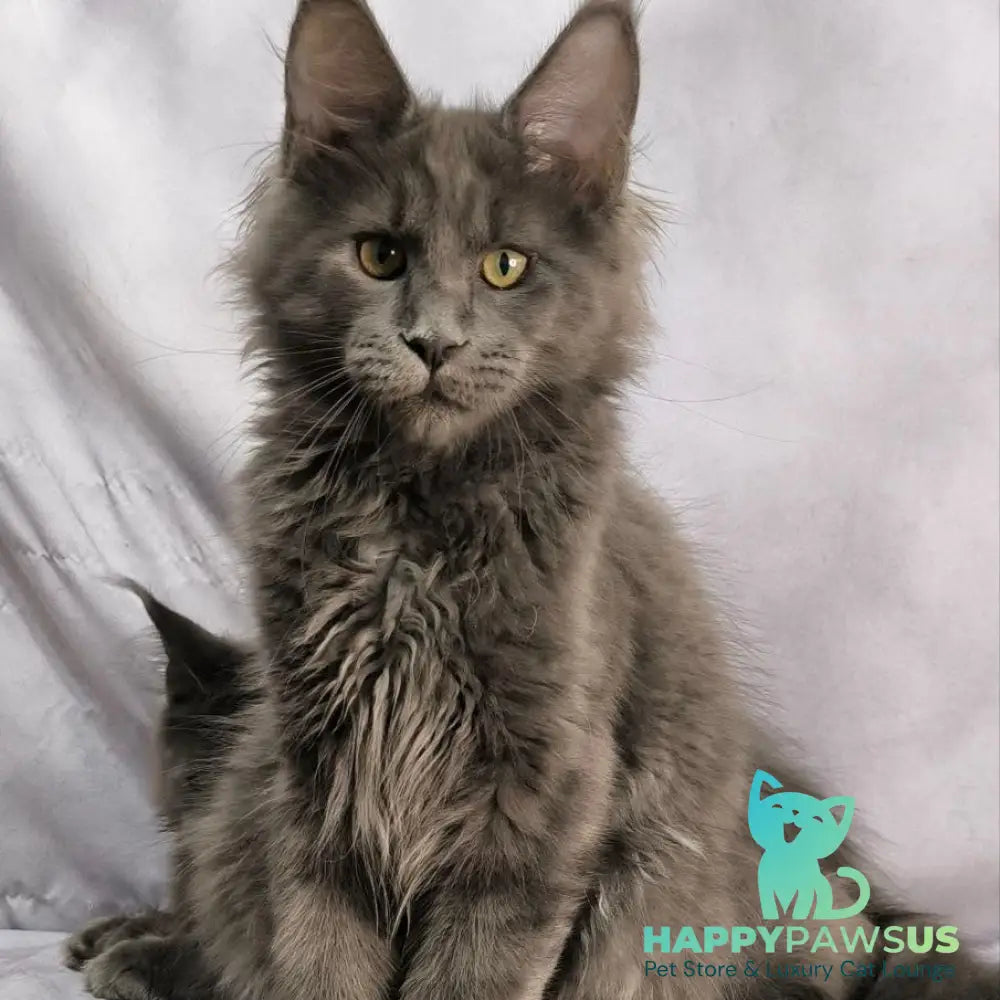 Jazz Maine Coon male blue silver - live animals