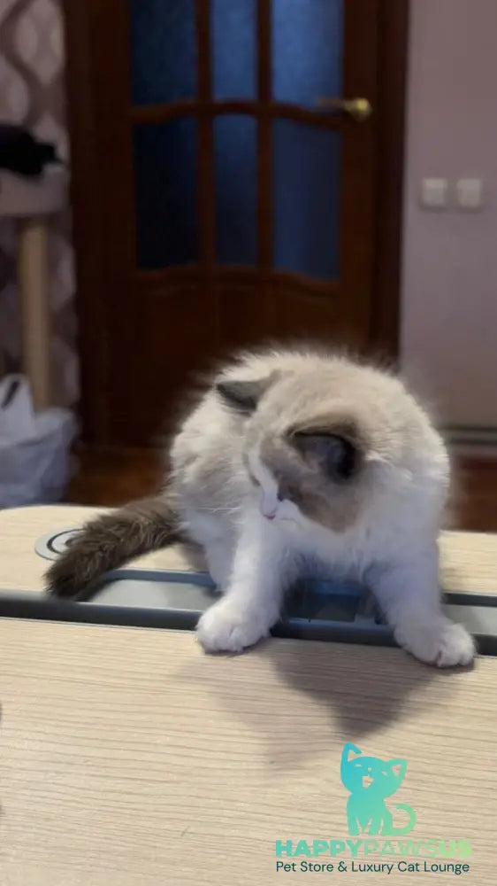 Jazz Ragdoll male seal bicolour live animals